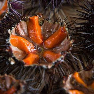 Fresh raw large sea urchin from Atlantic Ocean 155 aed/kg - 2kg