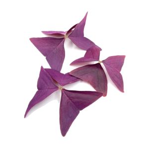 Freshly cut soil-grown oxalis purple leaves  - 15 Leaves - ORDER BEFORE 12NN FOR NEXT DAY DELIVERY