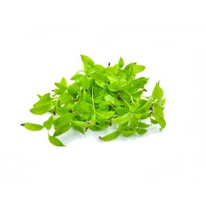 Freshly cut soil-grown parsley micro cress - 15g - ORDER BEFORE 12NN FOR NEXT DAY DELIVERY