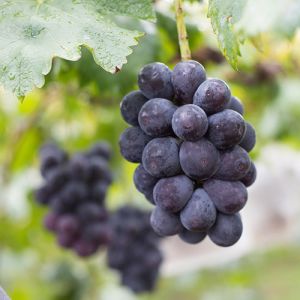 Premium seedless Japanese Pione grape from Fukuoka - 350g/pack