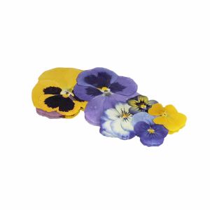 Press dried edible flowers - 25 pieces - ORDER BEFORE 12NN FOR NEXT DAY DELIVERY