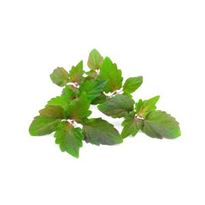 Freshly cut soil-grown shiso purple cress - 10g - ORDER BEFORE 12NN FOR NEXT DAY DELIVERY