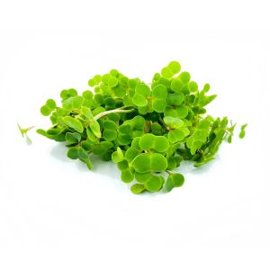 Freshly cut soil-grown kale red Russian micro cress - 30g - ORDER BEFORE 12NN FOR NEXT DAY DELIVERY