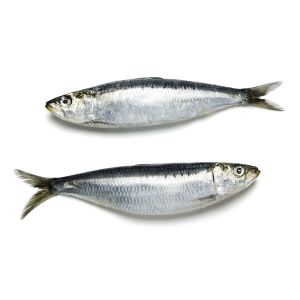 Fresh WILD-CAUGHT sardine from Atlantic Ocean - 1kg