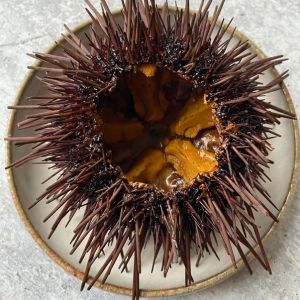 Fresh raw large sea urchin from Atlantic Ocean 210 aed/kg - 2kg