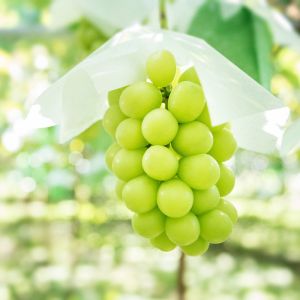 Premium seedless Japanese Shine muscat grapes from Yamanashi - 700g