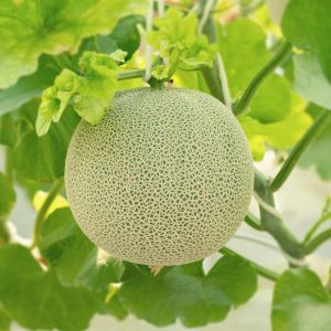 Premium Japanese melon from Fukuoka - 1.5kg/pc - 7-day lead time