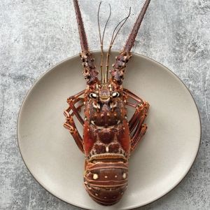Live WILD Rock lobster -  about 1kg - price will be adjusted as per final weight