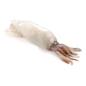 WILD-caught squid large size 20-30 cm - sold in 500g (frozen)
