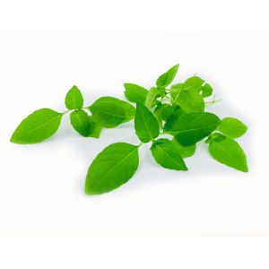 Freshly cut soil-grown Thai basil micro cress - 15g - ORDER BEFORE 12NN FOR NEXT DAY DELIVERY