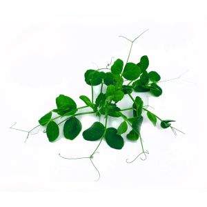 Freshly cut soil-grown thom pea micro cress - 40g - ORDER BEFORE 12NN FOR NEXT DAY DELIVERY