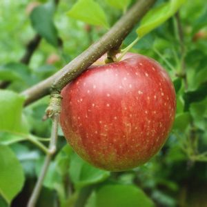 Premium Japanese Sun Tsugaru apple from Aomori 2 x 300g - large, red and crispy 