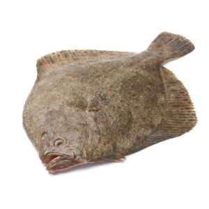 Fresh whole WILD turbot 490 aed/kg - 2 to 3kg/piece - price will be adjusted as per final weight