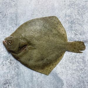 Fresh whole WILD Turbot 360 aed/kg - from 1 to 2kg, price will be adjusted as per final weight