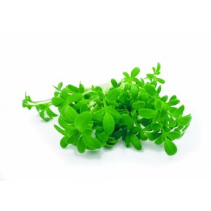 Freshly cut soil-grown wasabi micro cress - 30g - ORDER BEFORE 12NN FOR NEXT DAY DELIVERY